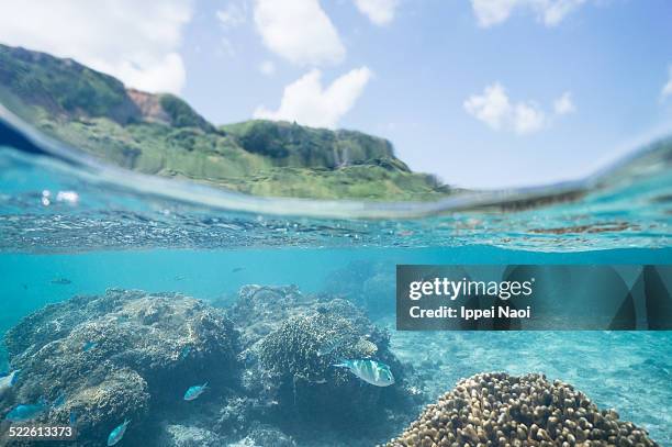 tropical snorkeling in clear coral lagoon, japan - okinawa prefecture stock-fotos und bilder