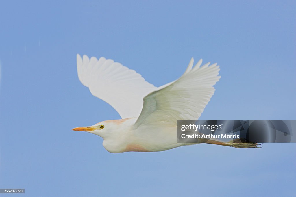 Cattle Egret in Flight