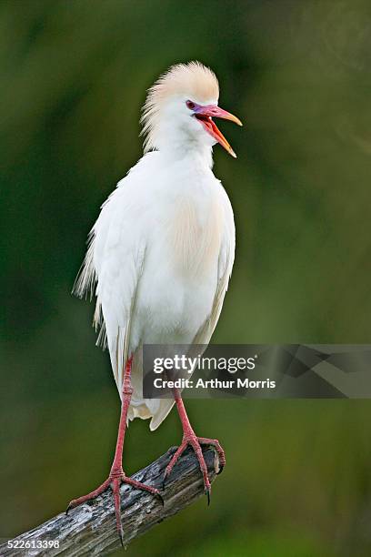 squawking cattle egret on branch - cattle egret fotografías e imágenes de stock