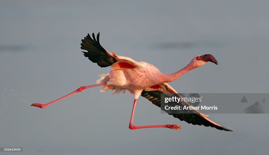Lesser Flamingo Taking Off