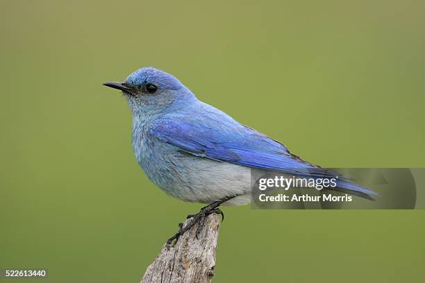 male mountain bluebird - berghüttensänger stock-fotos und bilder