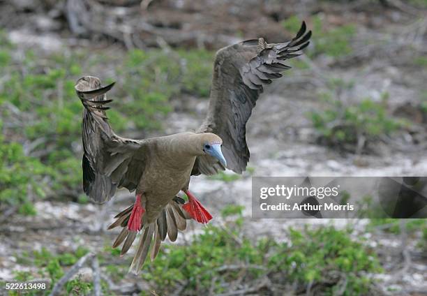 red-footed booby landing - sula vogelgattung stock-fotos und bilder