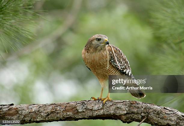 red-shouldered hawk eating snake - indian lake estates stock pictures, royalty-free photos & images