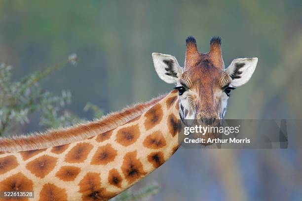 rothschilds giraffe - girafe photos et images de collection