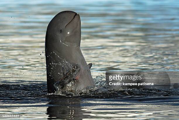 irrawaddy dolphins, orcaella brevirostris - dolphin stockfoto's en -beelden