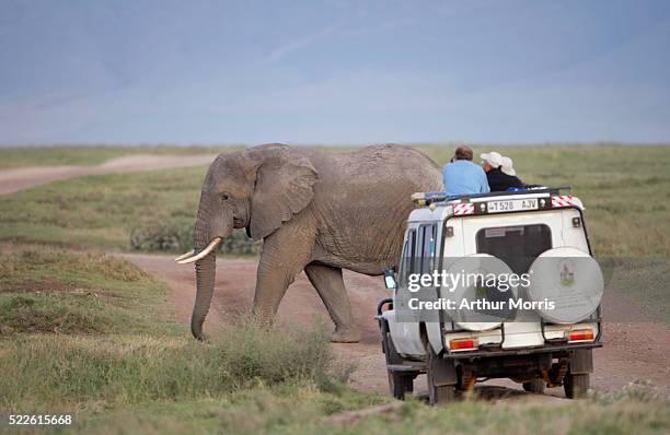 people on safari watching african elephant - tansania stock-fotos und bilder