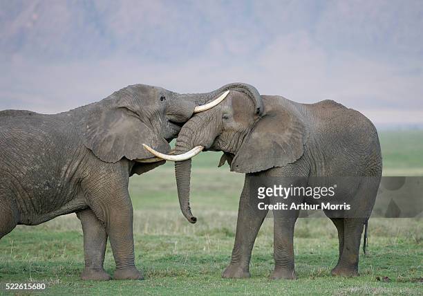 male african elephants - african elephant bildbanksfoton och bilder