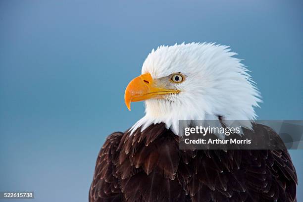 close-up of bald eagle - vithövdad havsörn bildbanksfoton och bilder