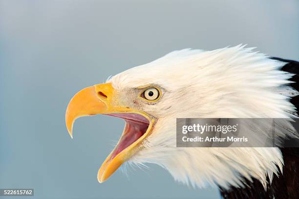 screaming bald eagle - screaming eagle stock pictures, royalty-free photos & images