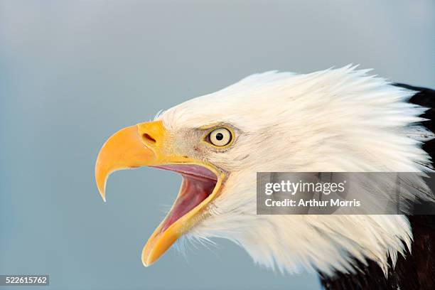 screaming bald eagle - eagle stock pictures, royalty-free photos & images