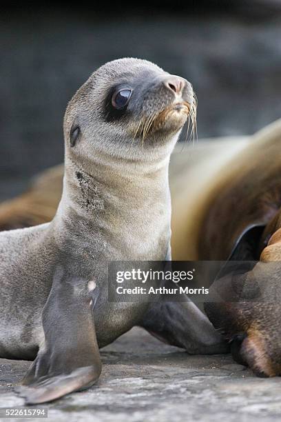 four day old galapagos sea lion pup - seehundjunges stock-fotos und bilder