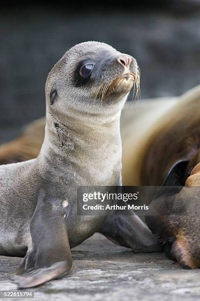 four day old galapagos sea lion pup - zalophus californianus imagens e fotografias de stock