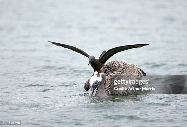 brown noddy on brown pelican's head - noddy tern bird stock pictures, royalty-free photos & images