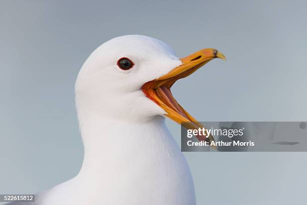 california gull in white breeding plumage - gaviota de california fotografías e imágenes de stock