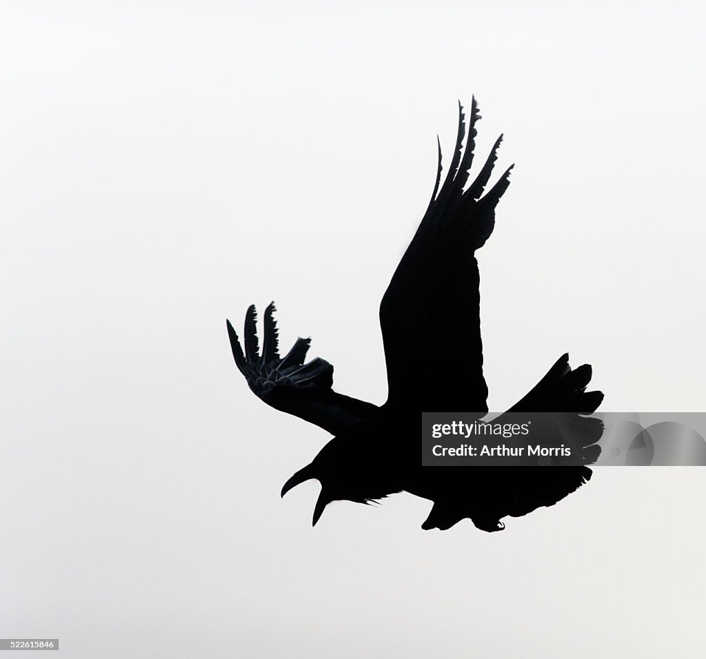 Common Raven Screaming