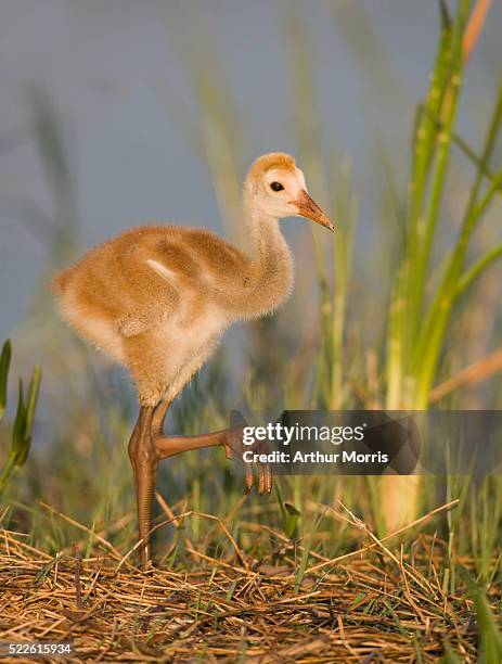 sandhill crane chick standing on one leg - indian lake estates stock pictures, royalty-free photos & images