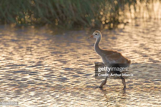 sandhill crane chick walking in water - indian lake estates stock pictures, royalty-free photos & images