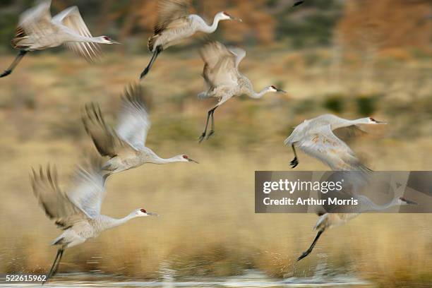 sandhill cranes taking flight - bosque del apache national wildlife reserve stockfoto's en -beelden