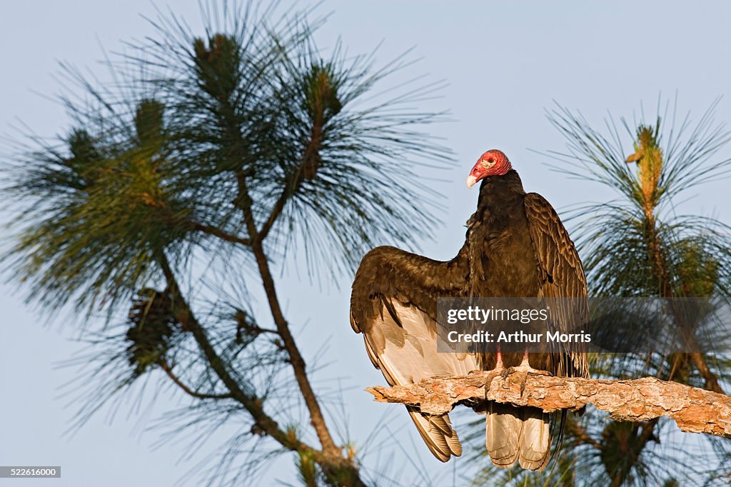 Turkey Vulture in Pine Tree
