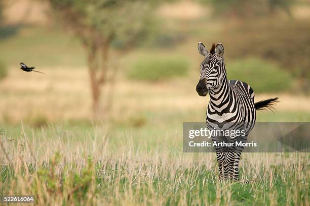 zebra and magpie shrike - magpie shrike stock pictures, royalty-free photos & images