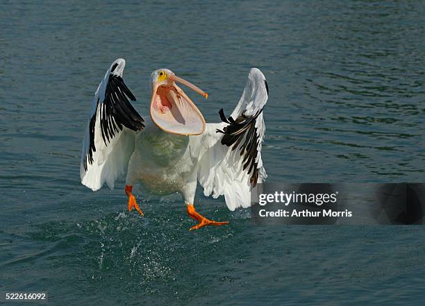 white pelican lunging for thrown fish - pelicano imagens e fotografias de stock