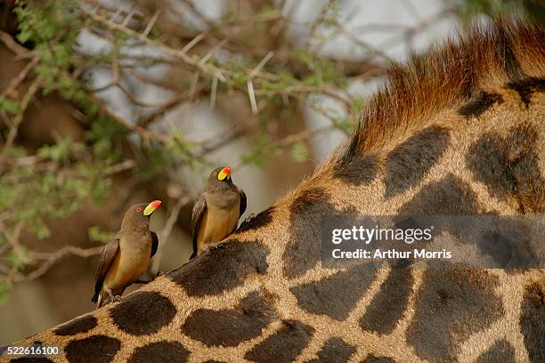 yellow-billed oxpeckers on neck of masai giraffe - buphagus africanus stock pictures, royalty-free photos & images