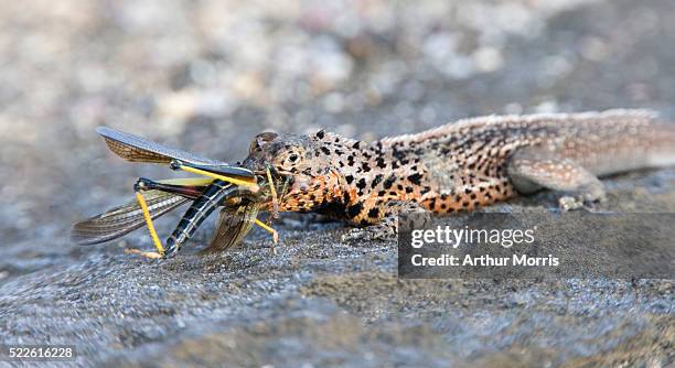 Locust Lizard Lizard Location Photos and Premium High Res Pictures - Getty Images