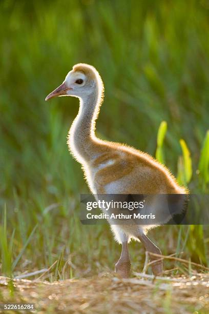 sandhill crane standing on nest - indian lake estates stock pictures, royalty-free photos & images