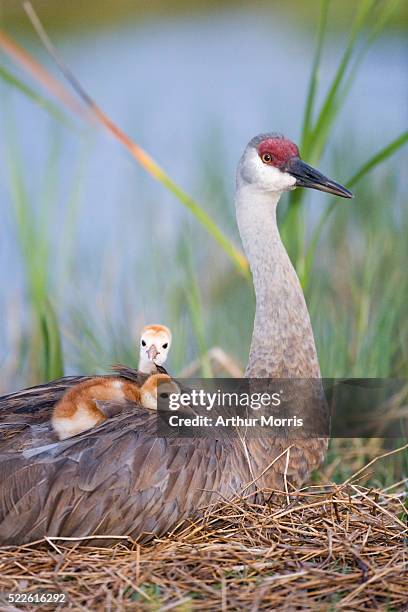 sandhill crane chicks resting on mother's back - indian lake estates stock pictures, royalty-free photos & images