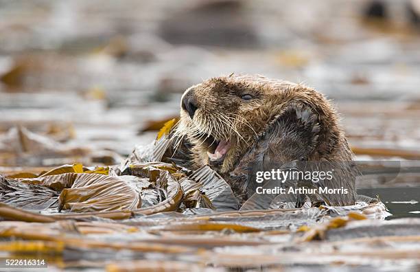 sea otter yawning - kelp stock pictures, royalty-free photos & images