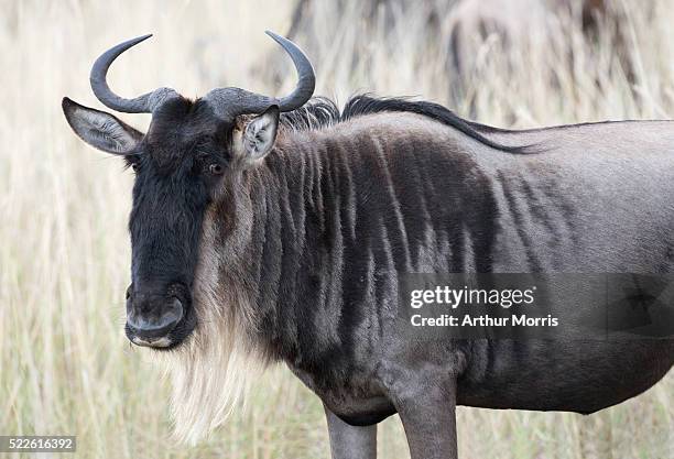 black wildebeest - black wildebeest stock pictures, royalty-free photos & images