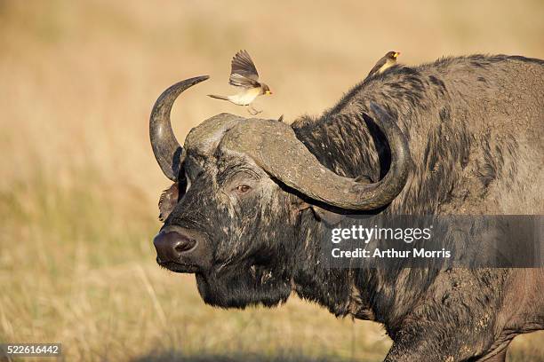 yellow-billed oxpeckers on wildebeest - yellow billed oxpecker stock pictures, royalty-free photos & images