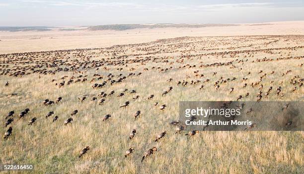 aerial view of migrating wildebeests - migrazione animale foto e immagini stock
