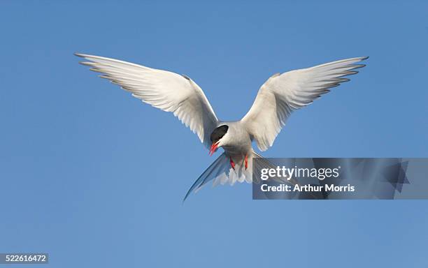 artic tern - キョクアジサシ ストックフォトと画像