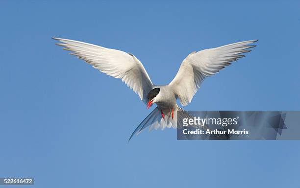 artic tern - tern stock pictures, royalty-free photos & images
