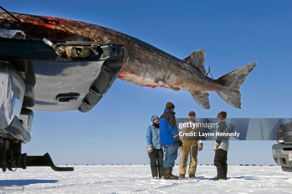 Frozen lake sturgeon speared from Lake Winnebago