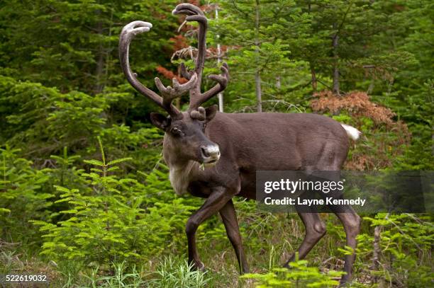 woodland caribou in slate islands provincial park - lake superior stock-fotos und bilder