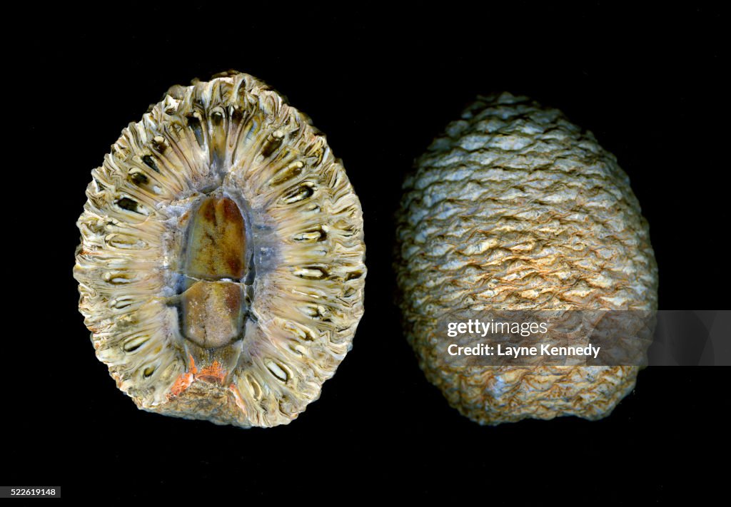 Fossil pine cone from the Jurassic Age