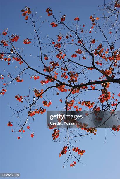 fall leaves on chinese tallow tree - chinese tallow tree stock pictures, royalty-free photos & images