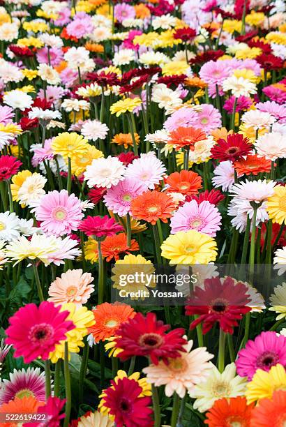 field of gerbera daisies - gerbera daisy stock pictures, royalty-free photos & images
