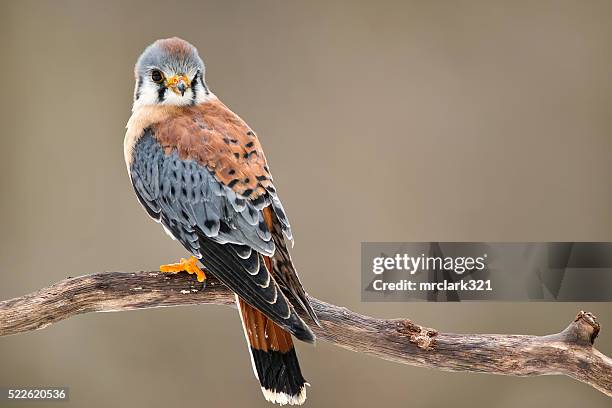 kestrel hawk - kestrel stock pictures, royalty-free photos & images