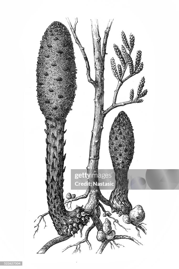 Cynomorium