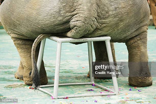 elephant sitting on stool - stability stock pictures, royalty-free photos & images