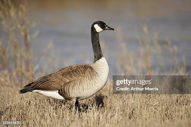 canada goose on shore - goose fotografías e imágenes de stock