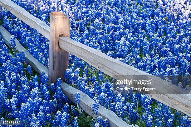 bluebonnets along fenceline - texas bluebonnets stock pictures, royalty-free photos & images