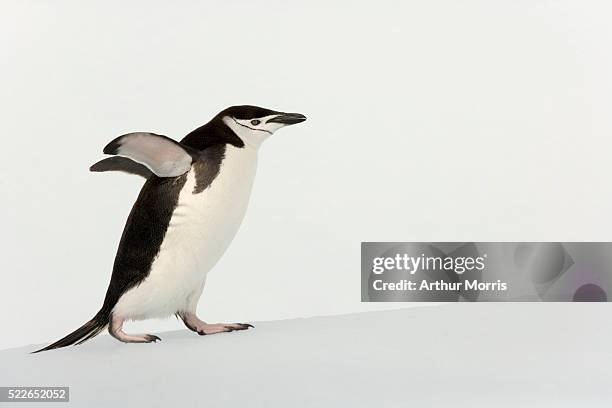 chinstrap penguin - chinstrap penguin fotografías e imágenes de stock