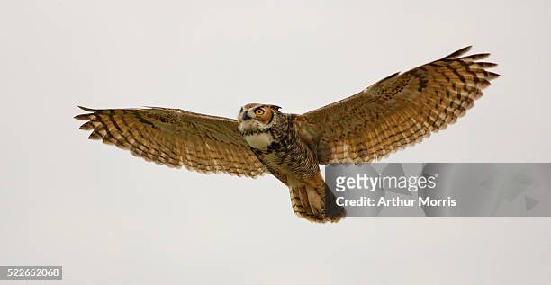 great horned owl in flight - uil stockfoto's en -beelden