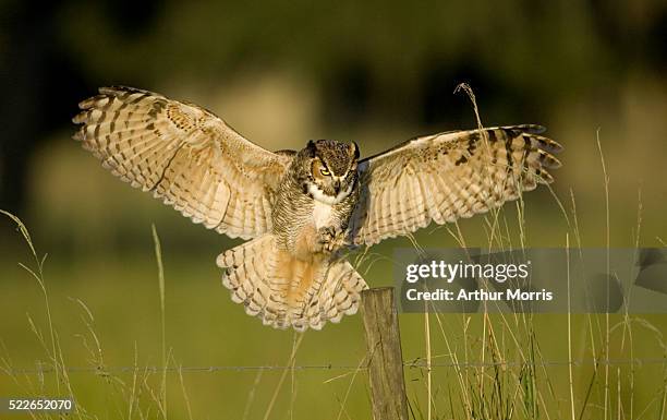 great horned owl landing on fence post - mocho orelhudo - fotografias e filmes do acervo