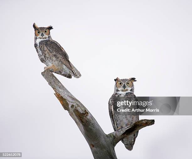 great horned owls on branch - great horned owl stock pictures, royalty-free photos & images