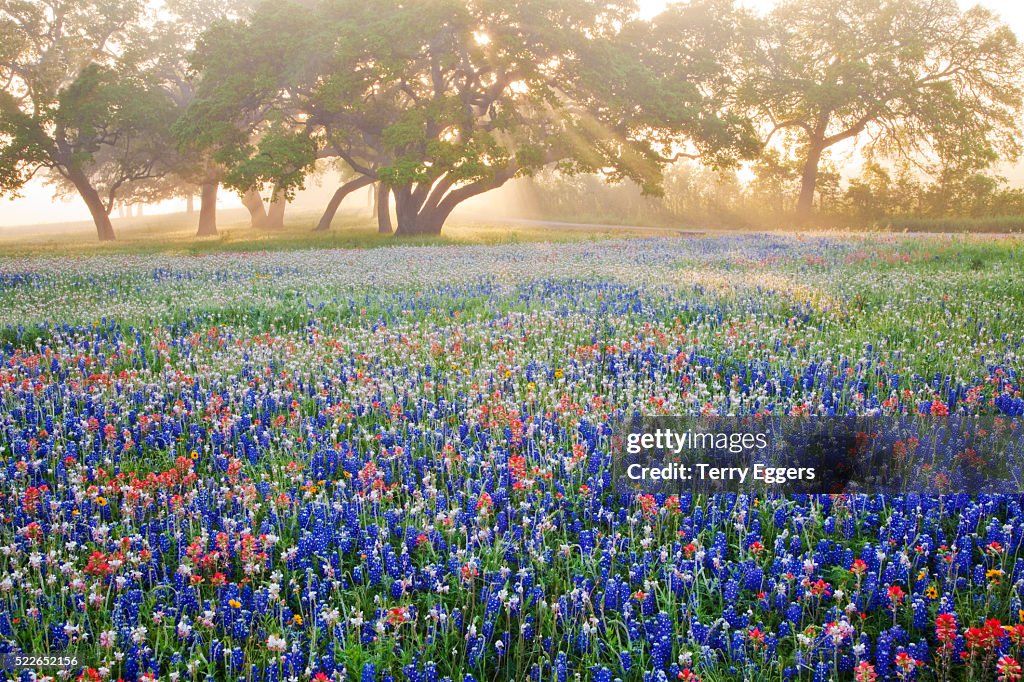 Oak trees and wildflowers in fog with streaming sun rays